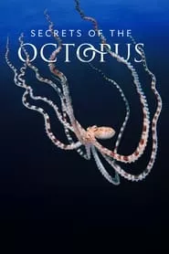 Secrets of the Octopus (2024) Secrets of the Octopus (2024)